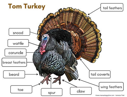 Parts of a Turkey